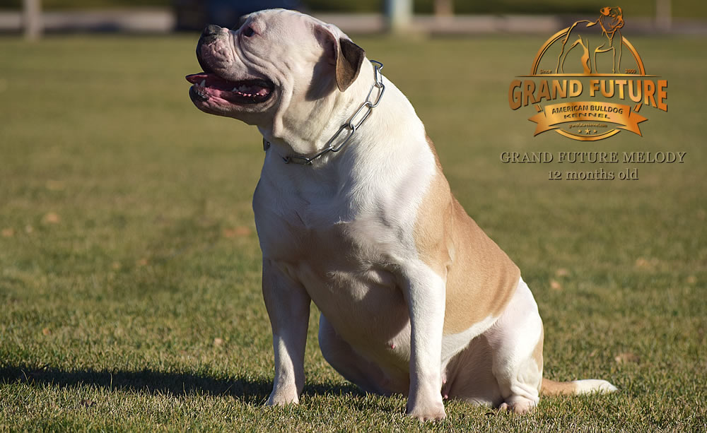 American Bulldog - Grand Future Melody