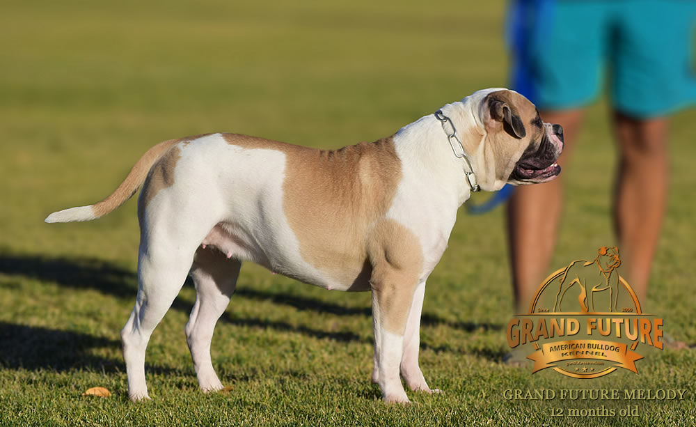 American Bulldog - Grand Future Melody