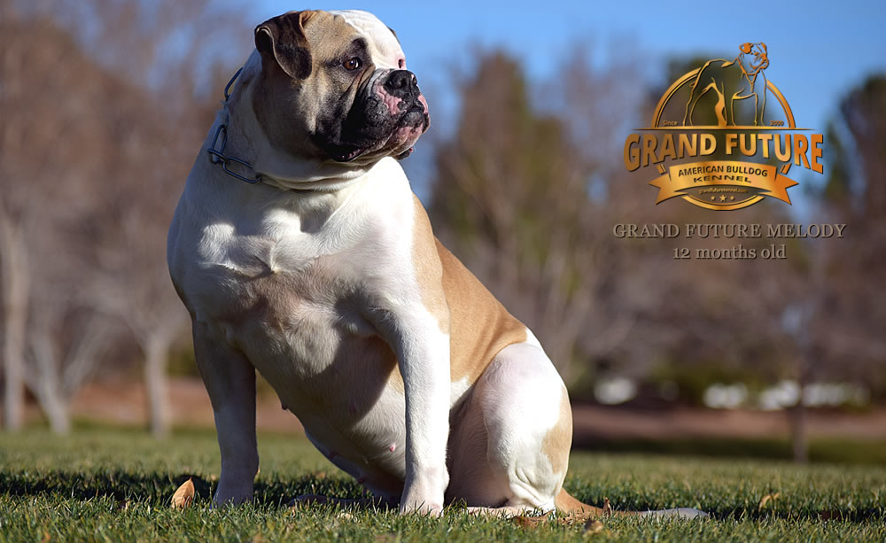 American Bulldog - Grand Future Melody