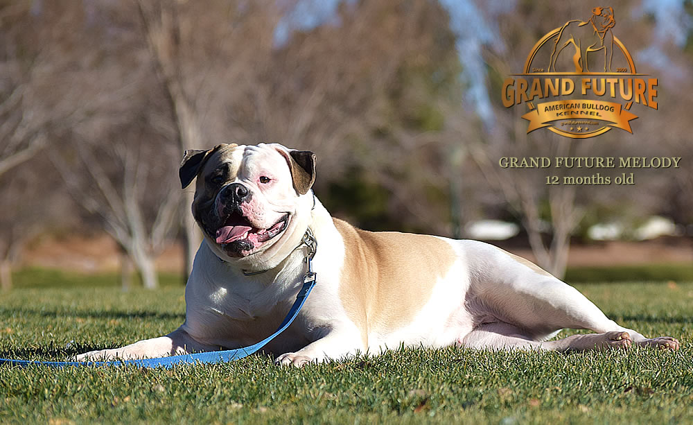 American Bulldog - Grand Future Melody