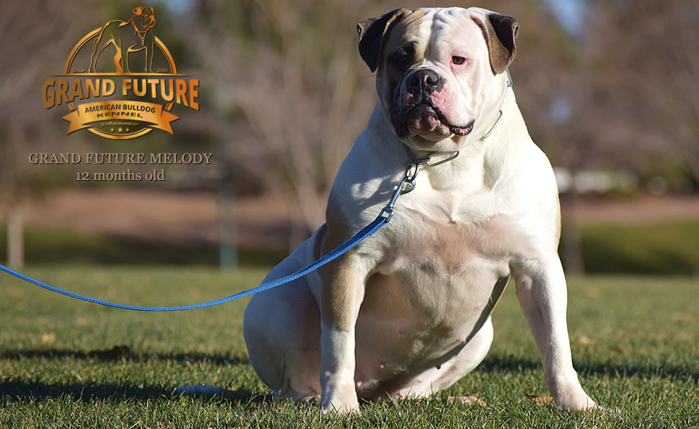 American Bulldog - Grand Future Melody