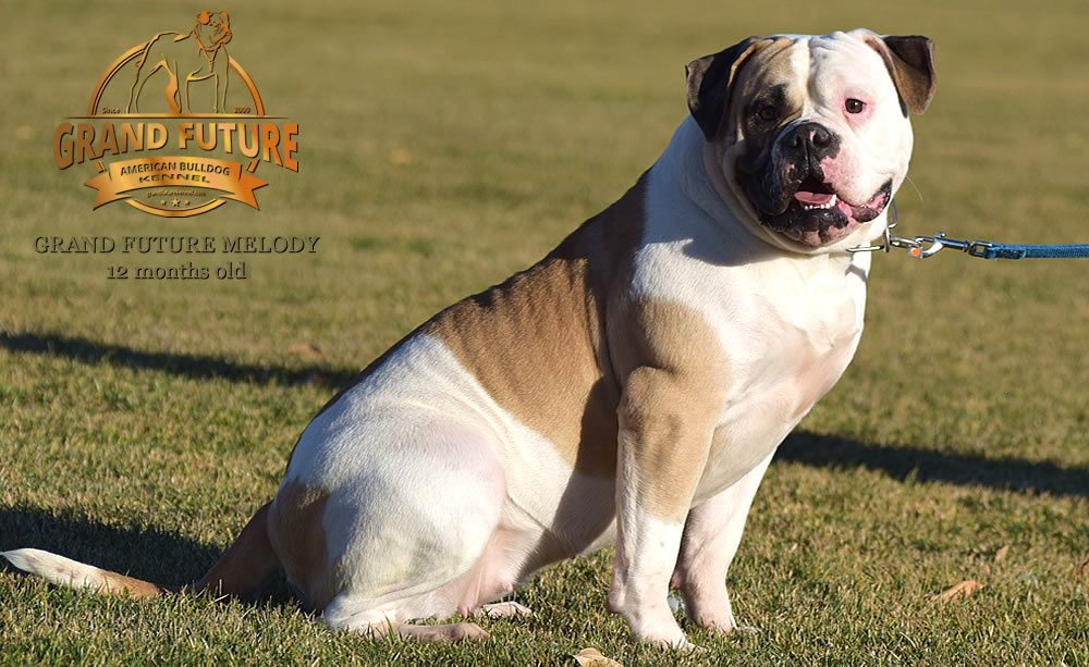 American Bulldog - Grand Future Melody