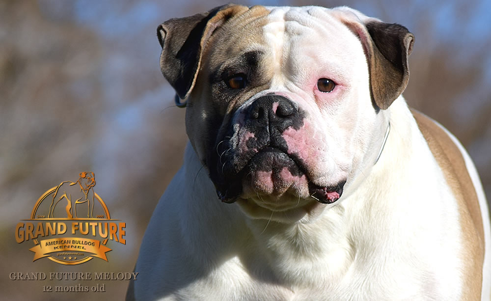 American Bulldog - Grand Future Melody