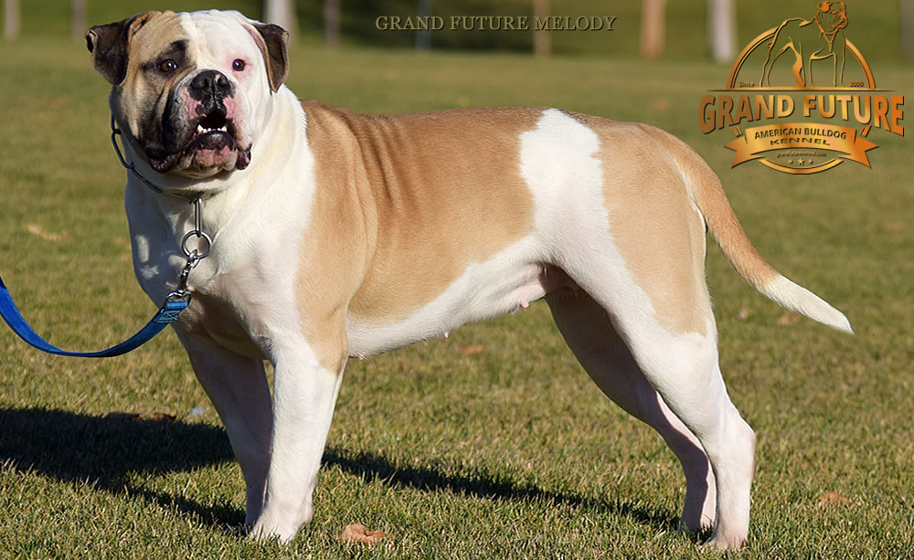 American Bulldog - Grand Future Melody