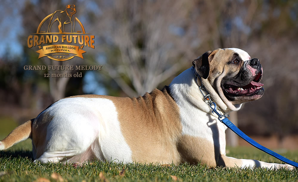 American Bulldog - Grand Future Melody