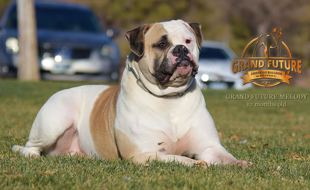 American Bulldog - Grand Future Melody