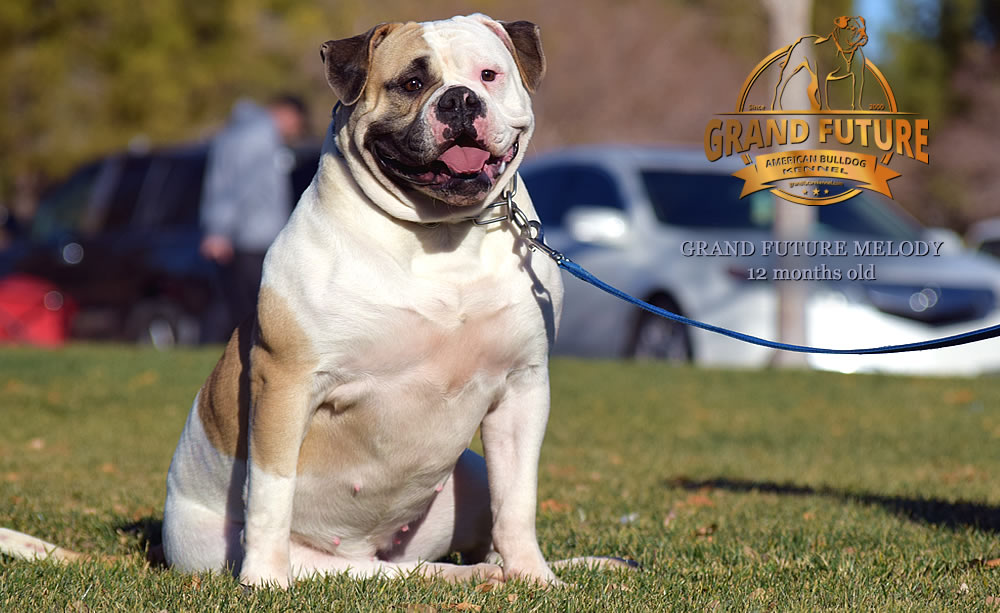 American Bulldog - Grand Future Melody