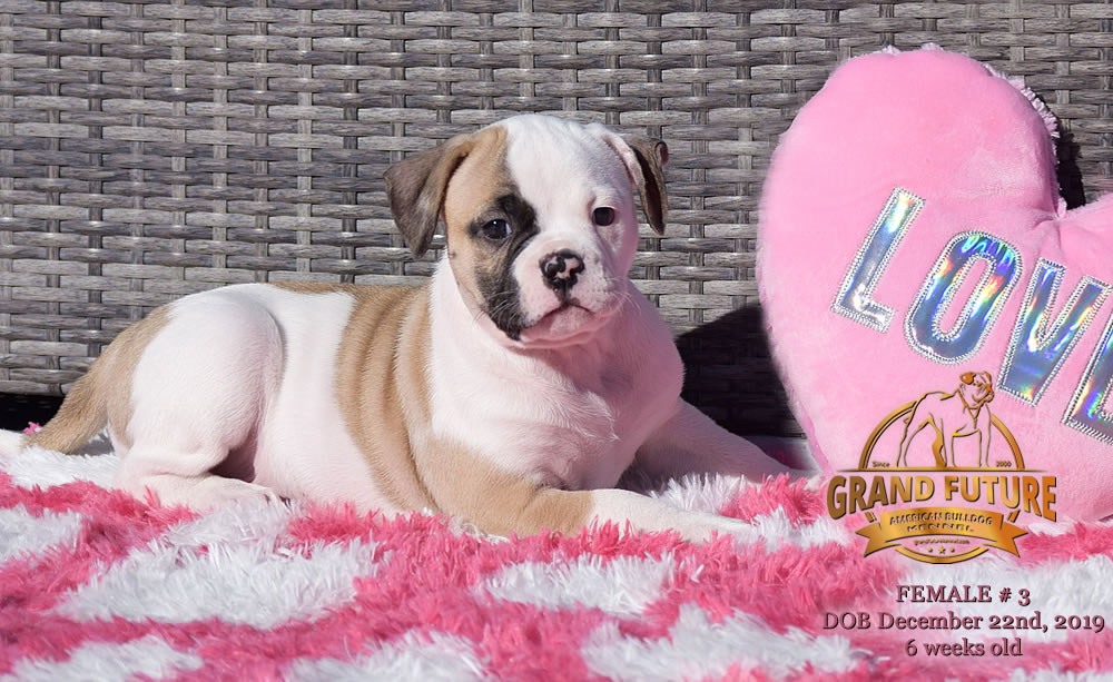 American Bulldog - GRAND FUTURE MELODY