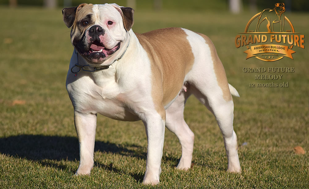 American Bulldog - Grand Future Melody