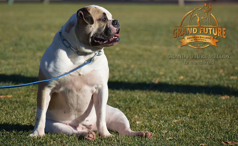 American Bulldog - Grand Future Melody