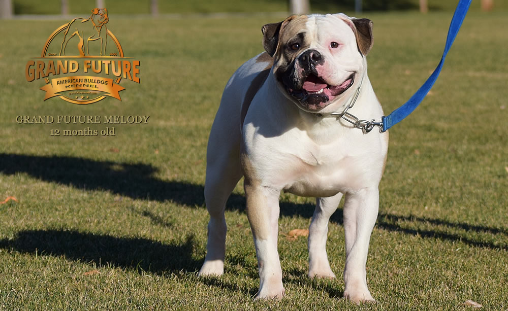 American Bulldog - Grand Future Melody