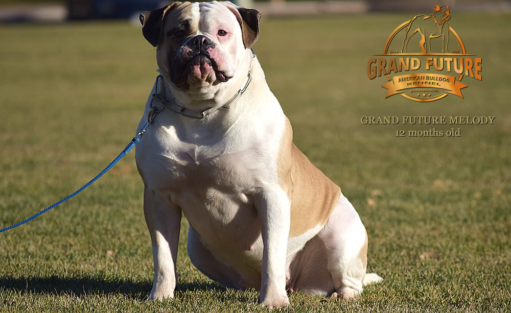 American Bulldog - Grand Future Melody