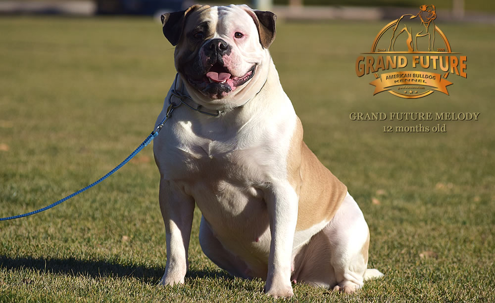 American Bulldog - Grand Future Melody