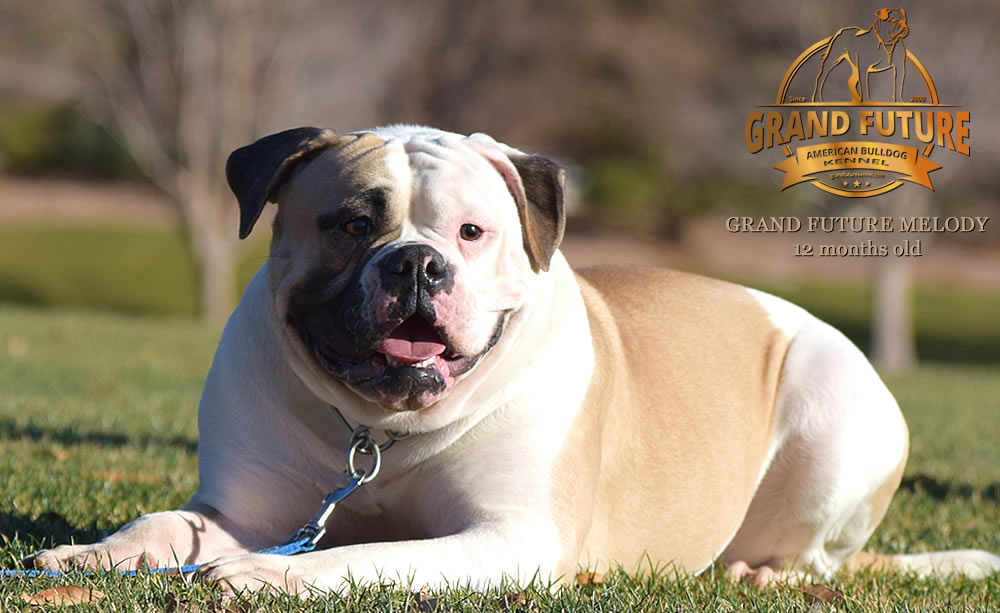 American Bulldog - Grand Future Melody