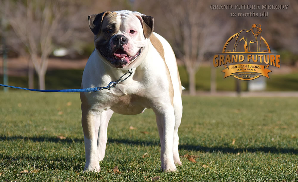 American Bulldog - Grand Future Melody