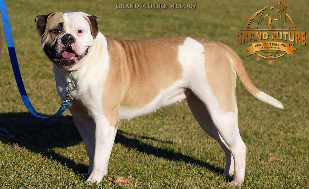 American Bulldog - Grand Future Melody