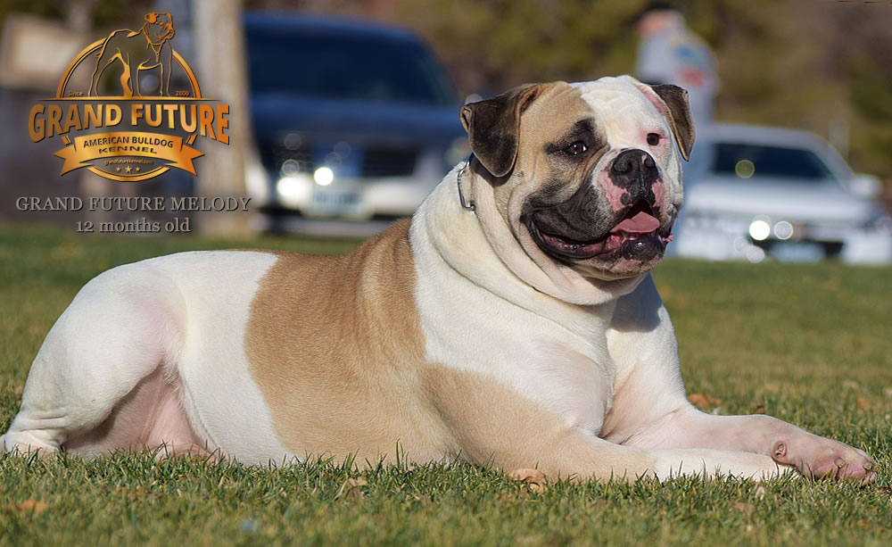 American Bulldog - Grand Future Melody