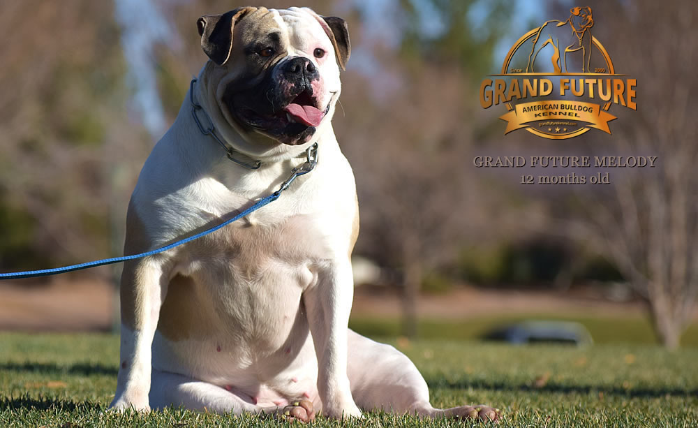 American Bulldog - Grand Future Melody