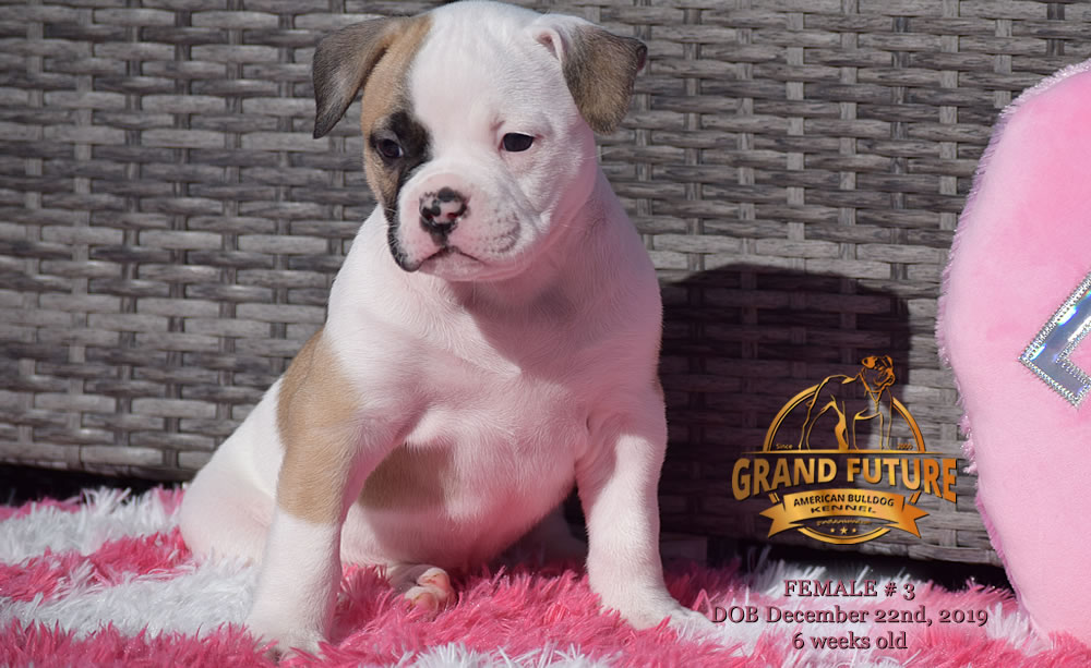 American Bulldog - GRAND FUTURE MELODY