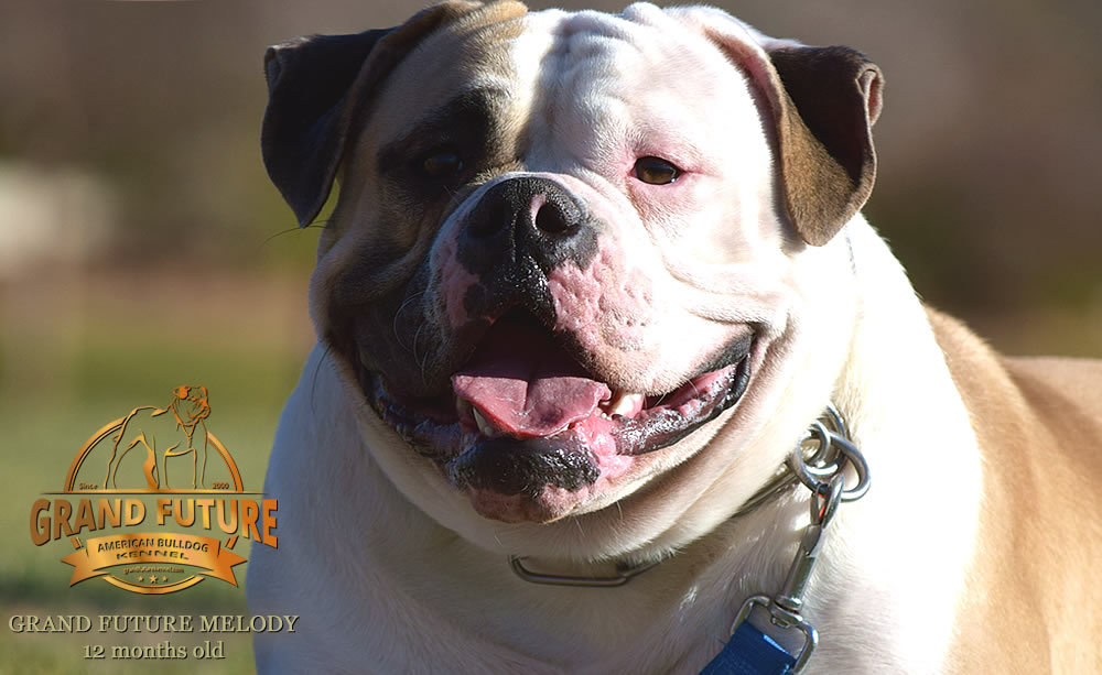 American Bulldog - Grand Future Melody