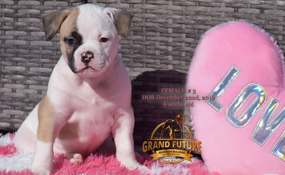 American Bulldog - GRAND FUTURE MELODY