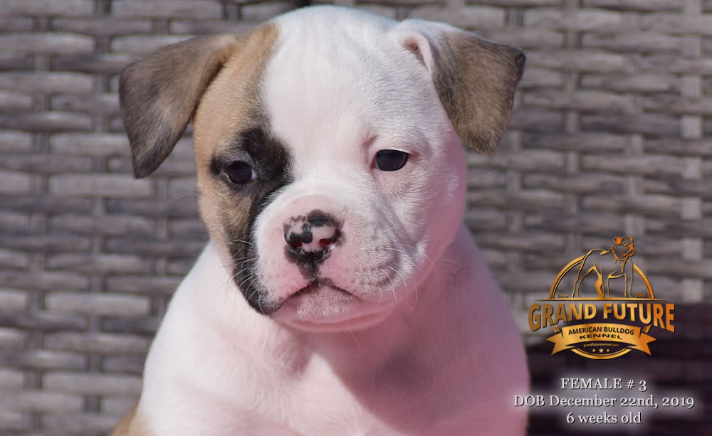 American Bulldog - GRAND FUTURE MELODY