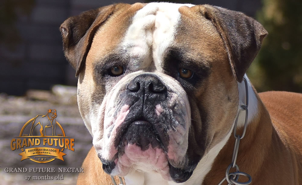 American Bulldog - Grand Future Nectar