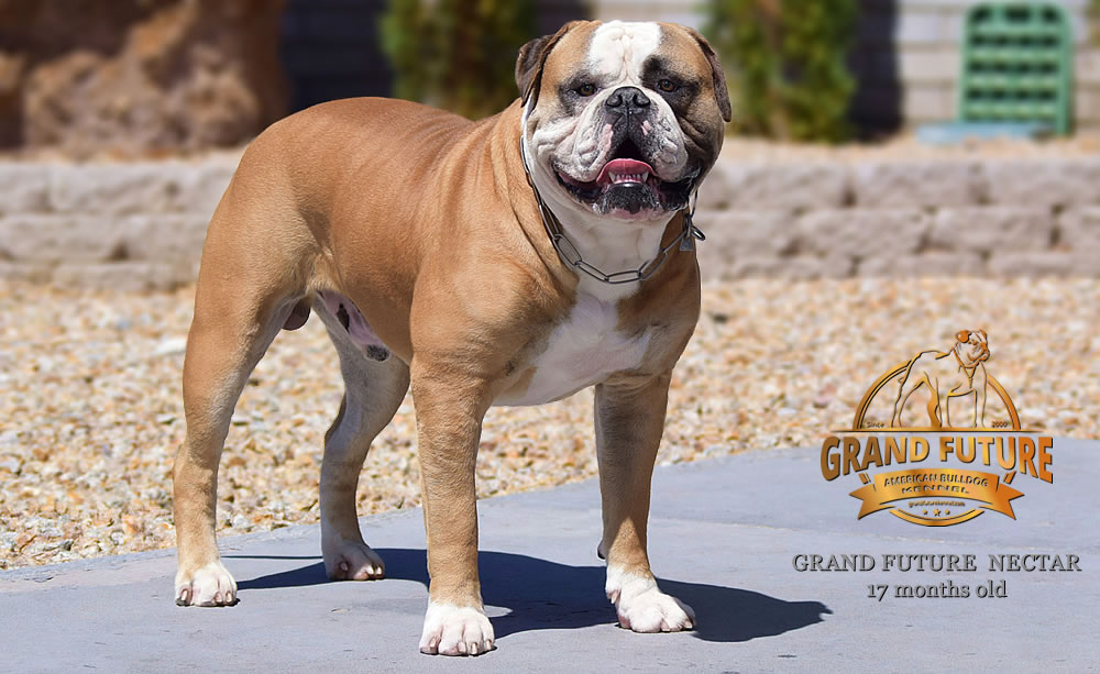 American Bulldog - Grand Future Nectar