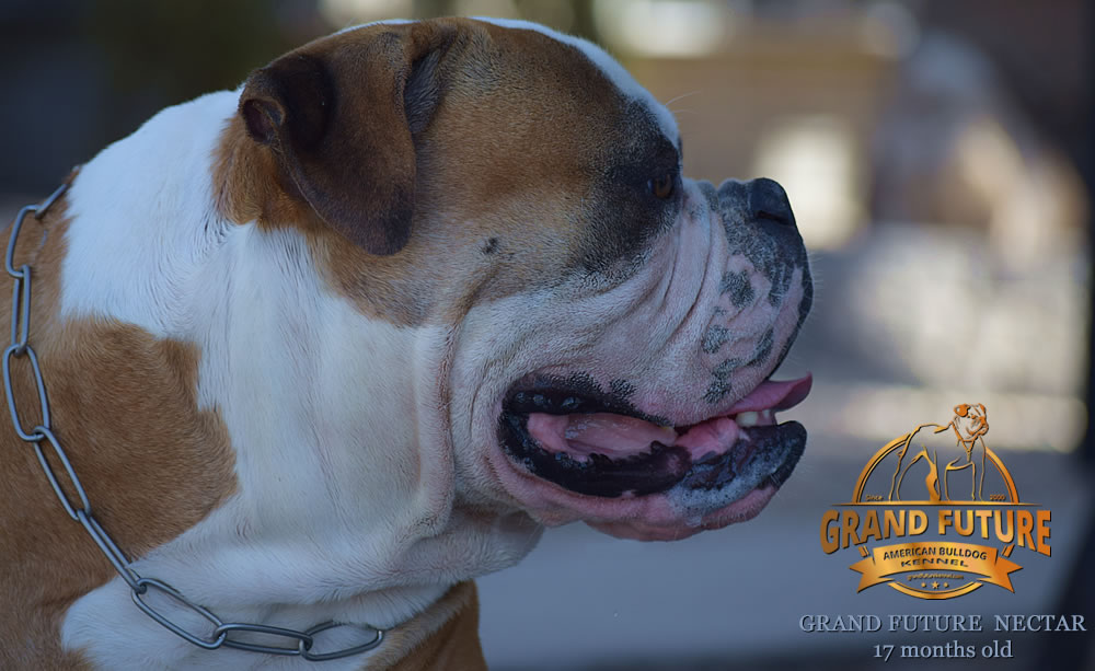 American Bulldog - Grand Future Nectar