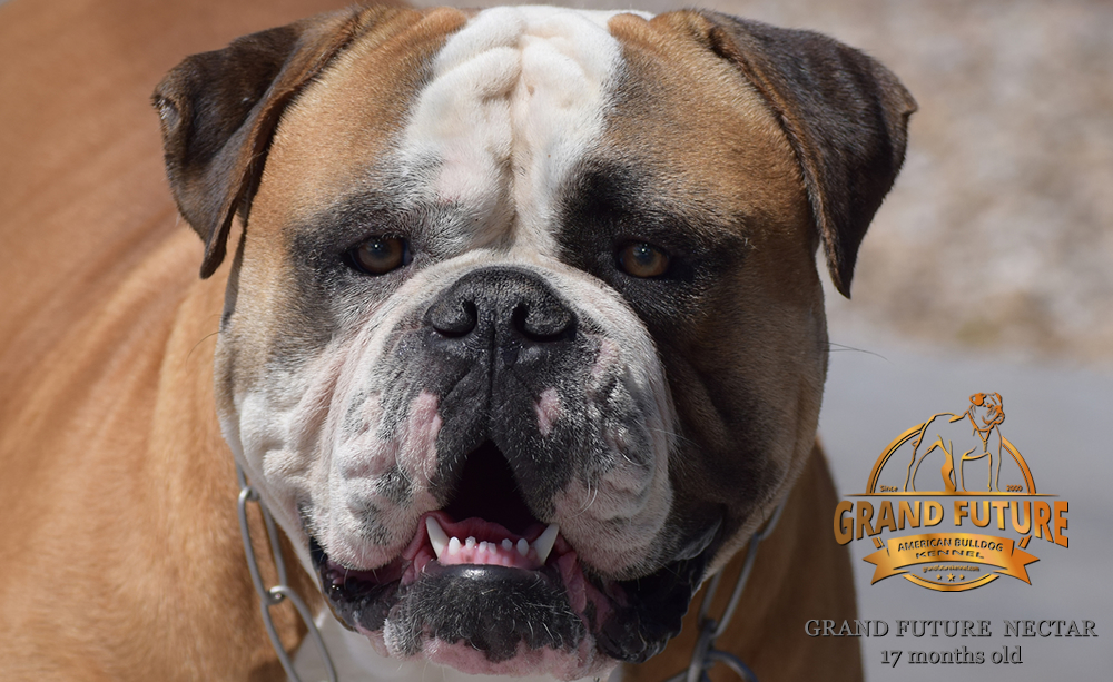 American Bulldog - Grand Future Nectar