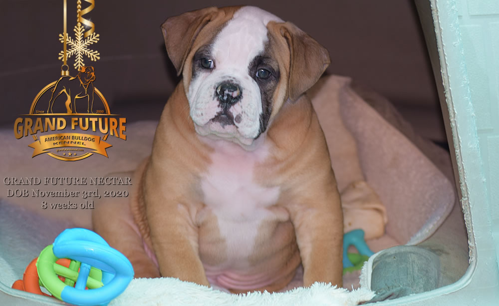 American Bulldog - Grand Future Nectar