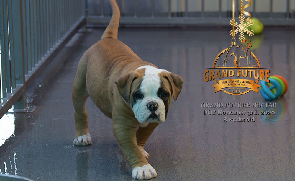 American Bulldog - Grand Future Nectar