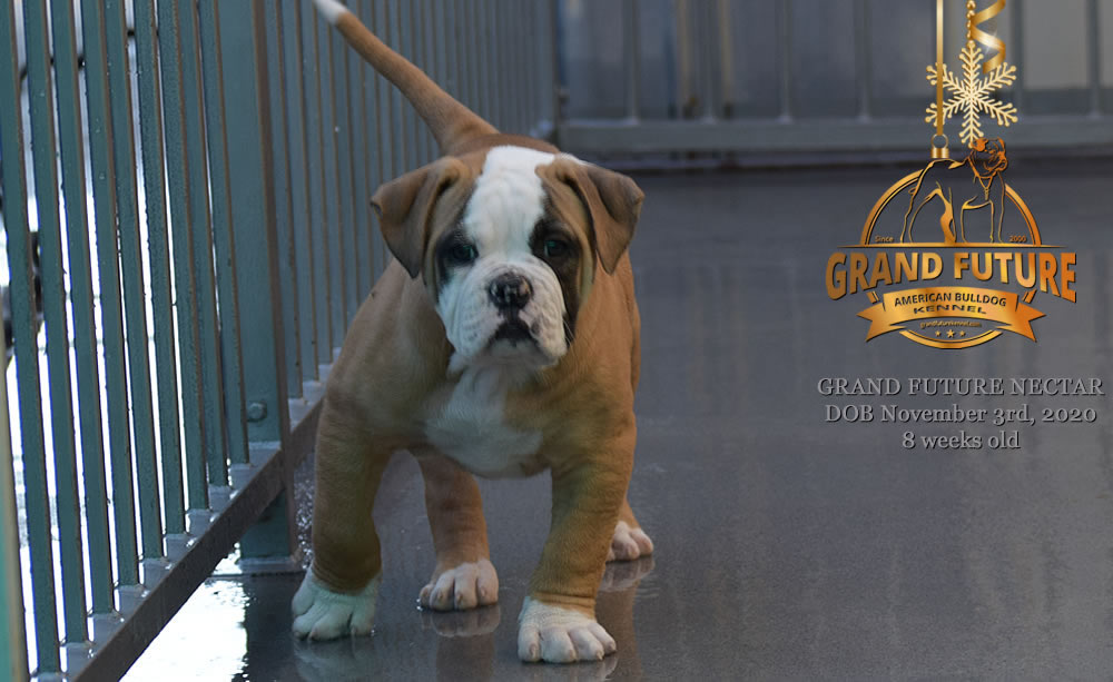 American Bulldog - Grand Future Nectar