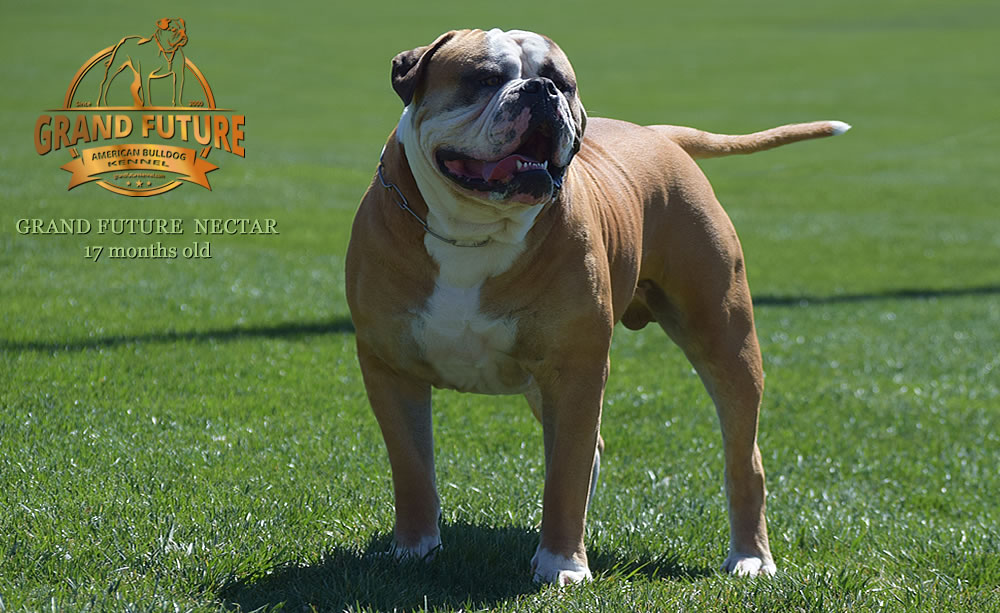 American Bulldog - Grand Future Nectar