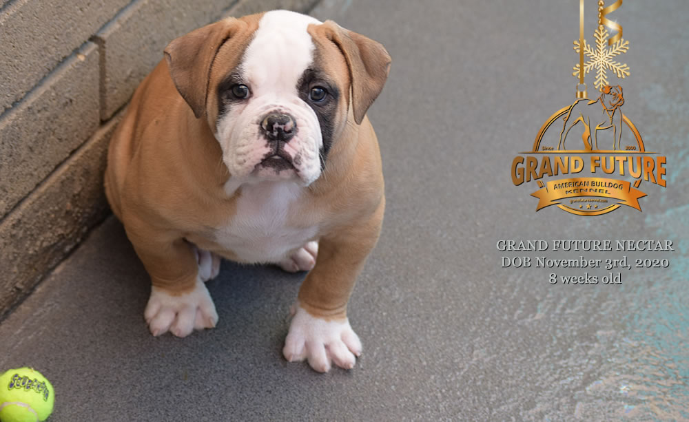 American Bulldog - Grand Future Nectar