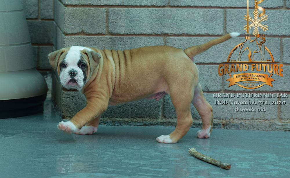 American Bulldog - Grand Future Nectar