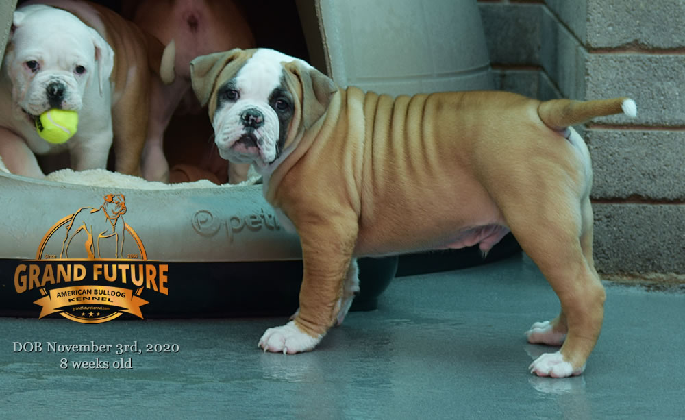 American Bulldog - Grand Future Nectar