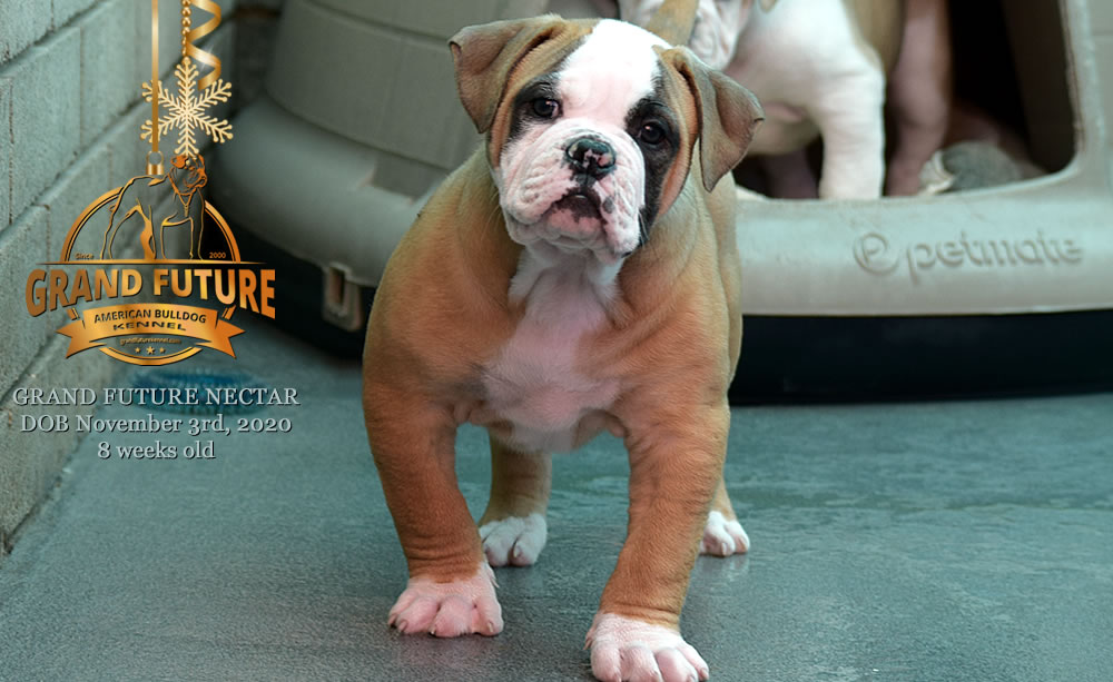 American Bulldog - Grand Future Nectar