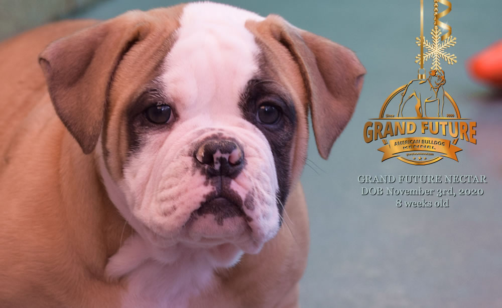 American Bulldog - Grand Future Nectar