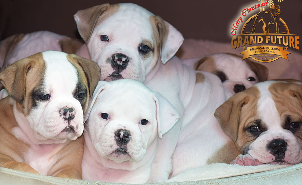 American Bulldog - Grand Future Nectar