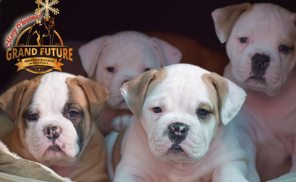 American Bulldog - Grand Future Nectar