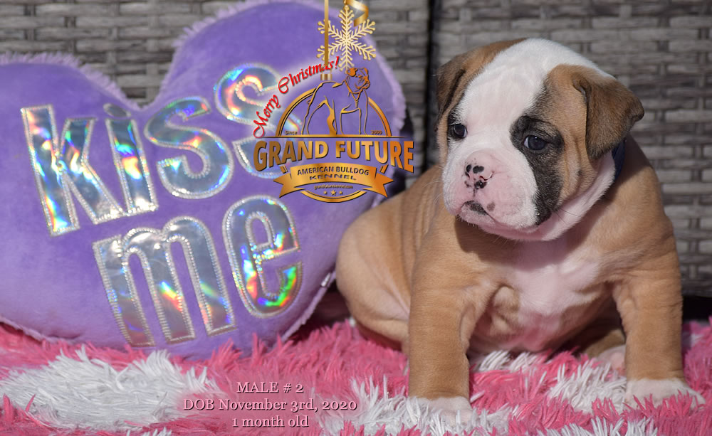 American Bulldog - Grand Future Nectar