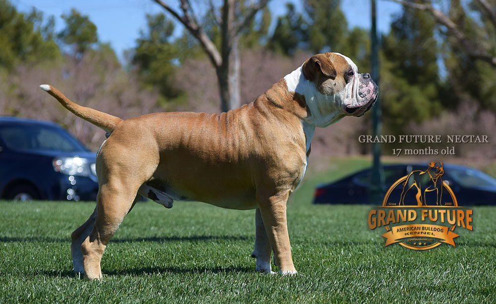 American Bulldog - Grand Future Nectar