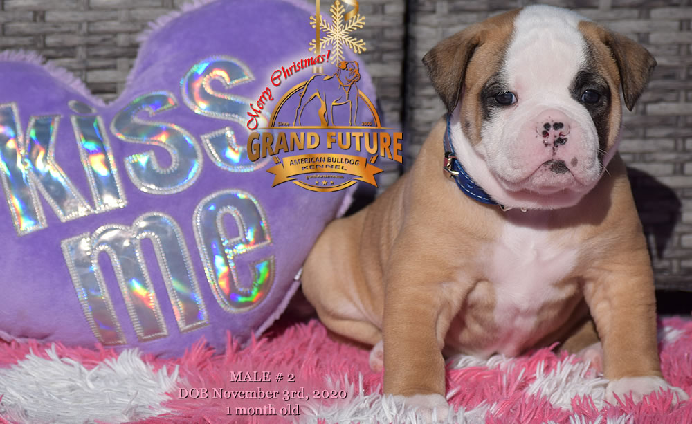 American Bulldog - Grand Future Nectar