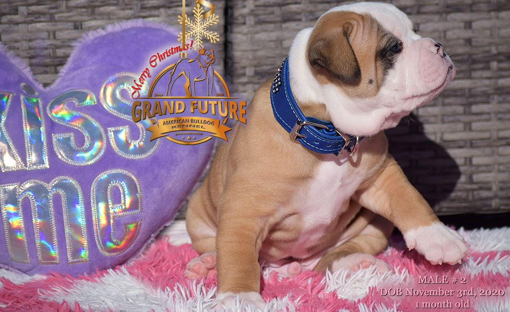 American Bulldog - Grand Future Nectar