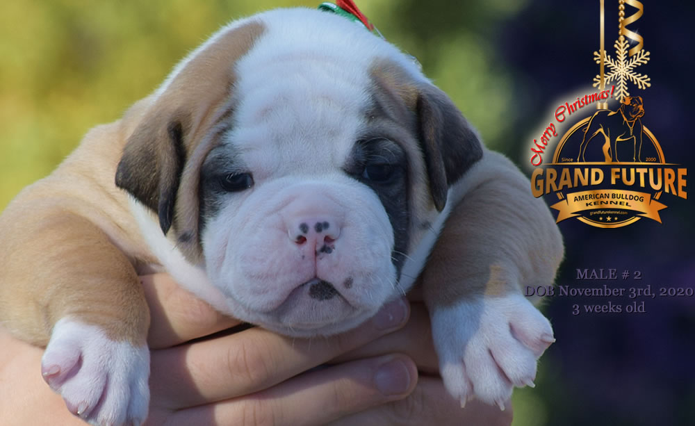 American Bulldog - Grand Future Nectar