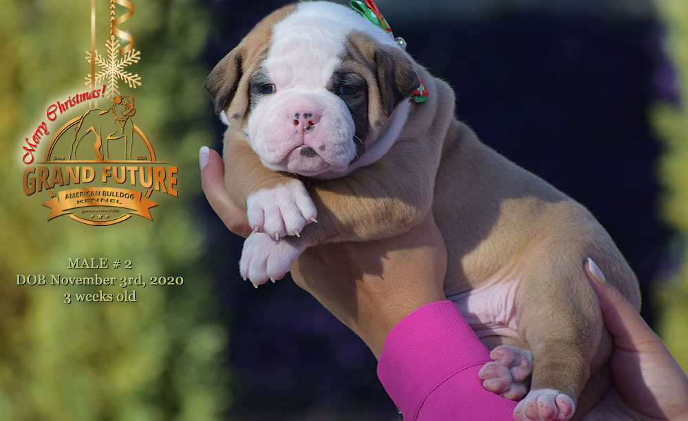 American Bulldog - Grand Future Nectar