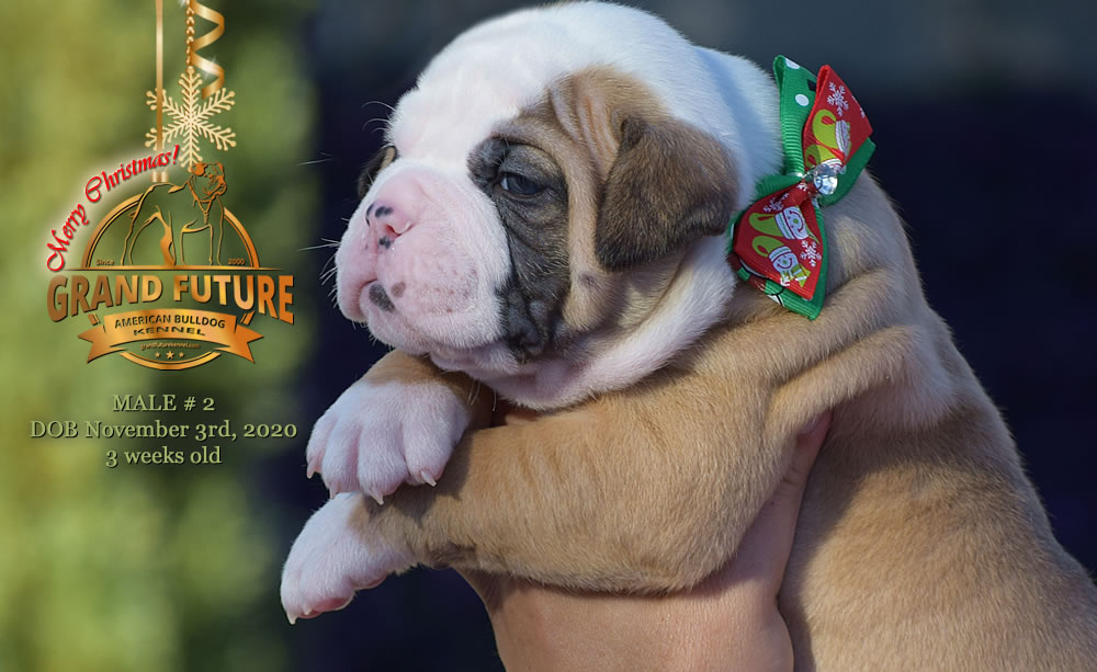 American Bulldog - Grand Future Nectar