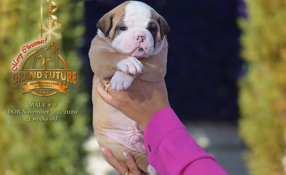 American Bulldog - Grand Future Nectar