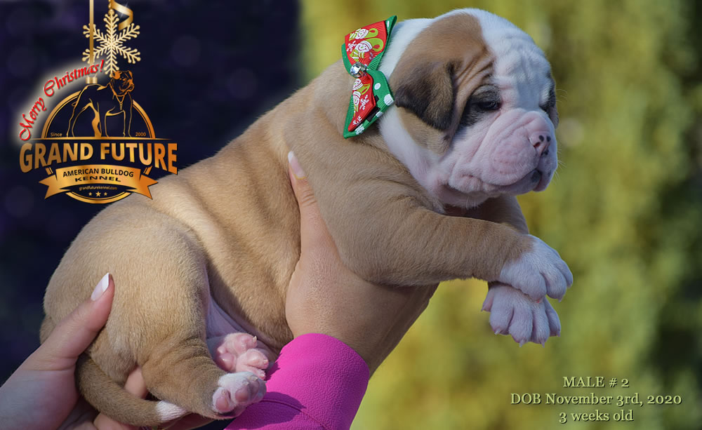 American Bulldog - Grand Future Nectar